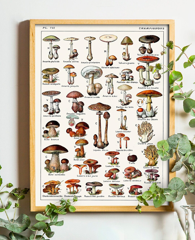 Plaque Métal Vintage Cèpes De France - Déco Murale Cuisine Ou Cave 20x30 Cm, Style Botanique Rétro